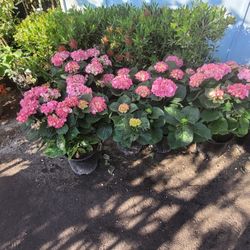 Hydrangeas 