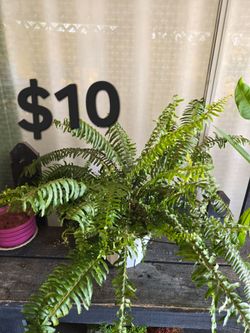 Fern/ helecho