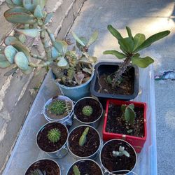 Diferents Cactus 🌵