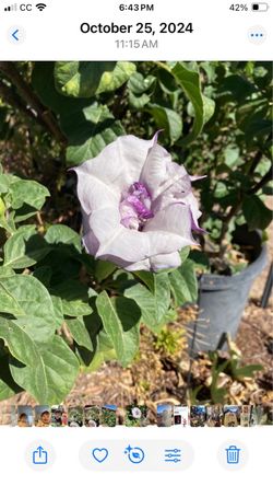 Angel trumpet
