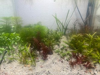 Planted Aquarium $100 OBO