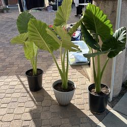 Plant SALE - April 18th 7am-3pm
