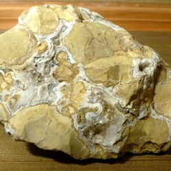 Fossil Stromatolite ancient prehistoric organisms home decor paperweight rocks minerals teaching tool