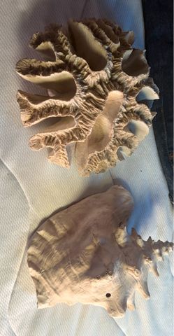 Natural Coral and Shell Specimen Set