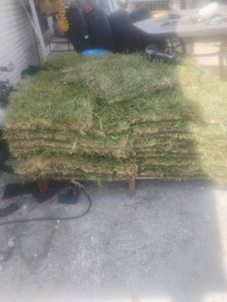 San Augustine sod