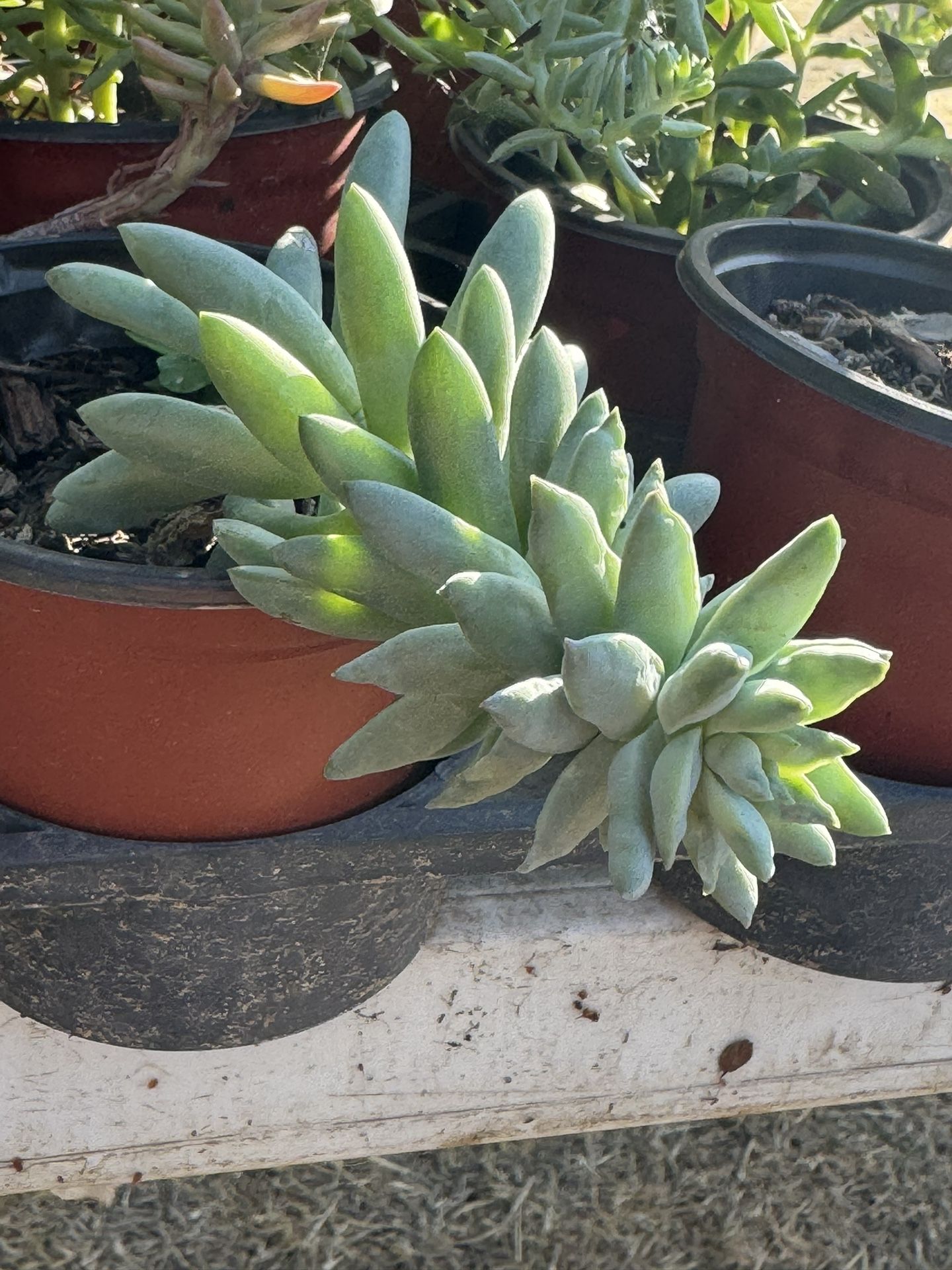 Succulents Plants 4”pot