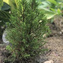 Plant  Tree 🌲 