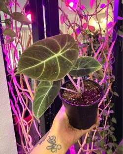 Alocasia black velvet