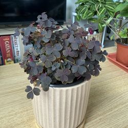Oxalis 4inch 