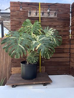 Monstera