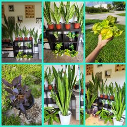 Beautiful Plants.  Healthy Plants.  Cheap Plants. Cactus.  Succulents 