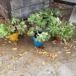 Small Colorful Pots Mountain Flowers , Each For $5