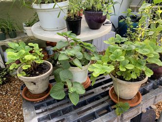 PLANTS $5