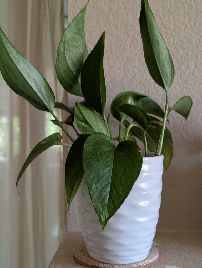Healthy Beautiful Indoor Plant ( Porhos)