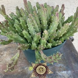 Starfish Succulent Plant In 8 in. Pot 