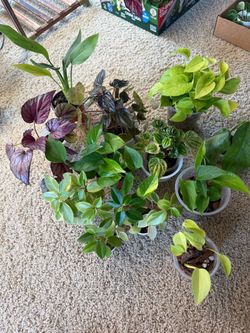 12 plants bundle