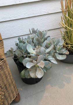 UNIQUE SUCCULENT