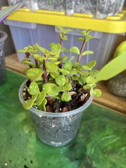 Elephant Bush Plant