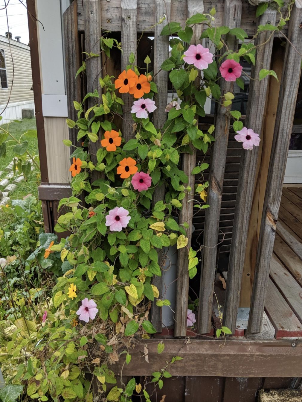 2 Plants In 1 Pot