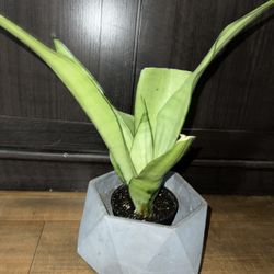 Snake Plant For Sale 