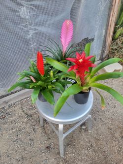 Bromeliad Plants 5" Nursery Pot $3 each