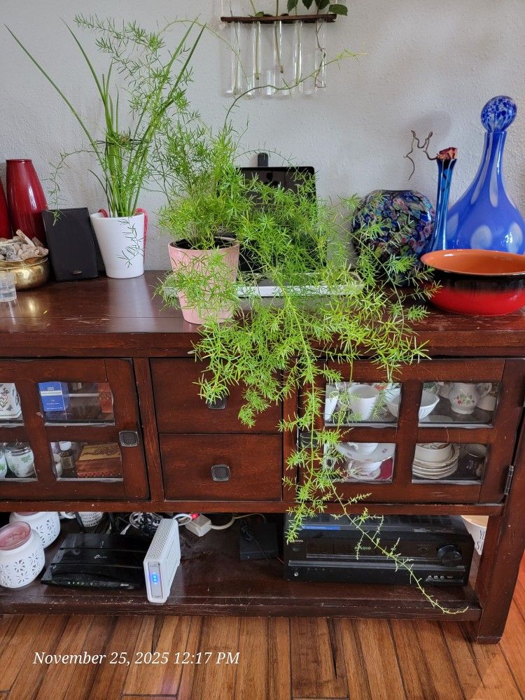 Asparagus Fern