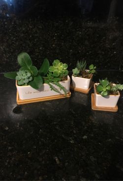 Plants succulents
