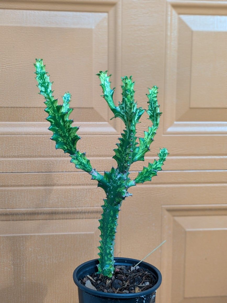 Euphorbia lactea variegata