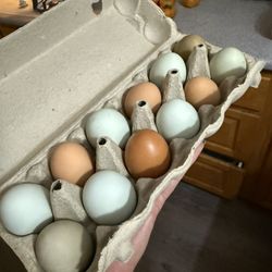 Local Fresh Eggs From Happy Chickens