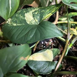 Syngonium Aurea Plant Cuttings ( Pls Read Description Below)