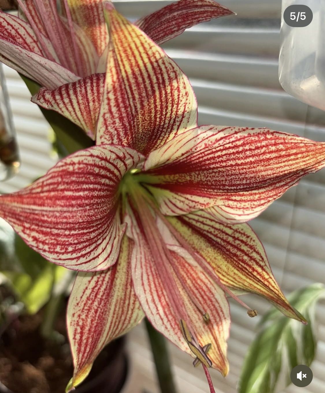 Bulb Of Amarallis Exotic Star