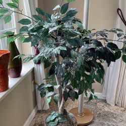 Small Silk Ficus Tree