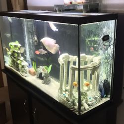 60 Gallon Fish Tank And Stand