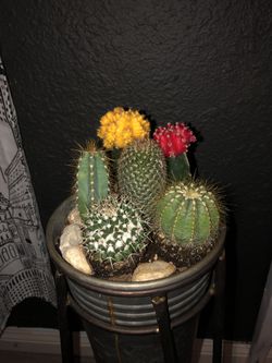 Cactus 🌵 arrangement