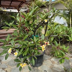 Plumeria 