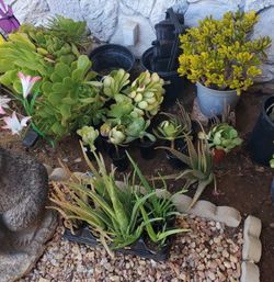 Aloe Vera, Jade And Other Succulents