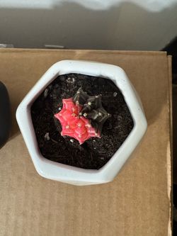 Gymno Cactus Plants