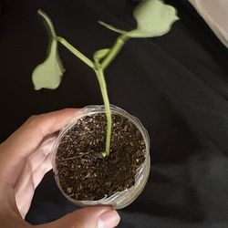 Baby blue lake stringless bean