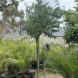 Japanese Satsuma Plum Tree