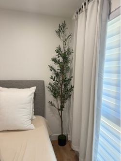 7ft Olive tree