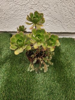 Plant