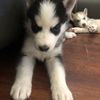 Huskies4Sale