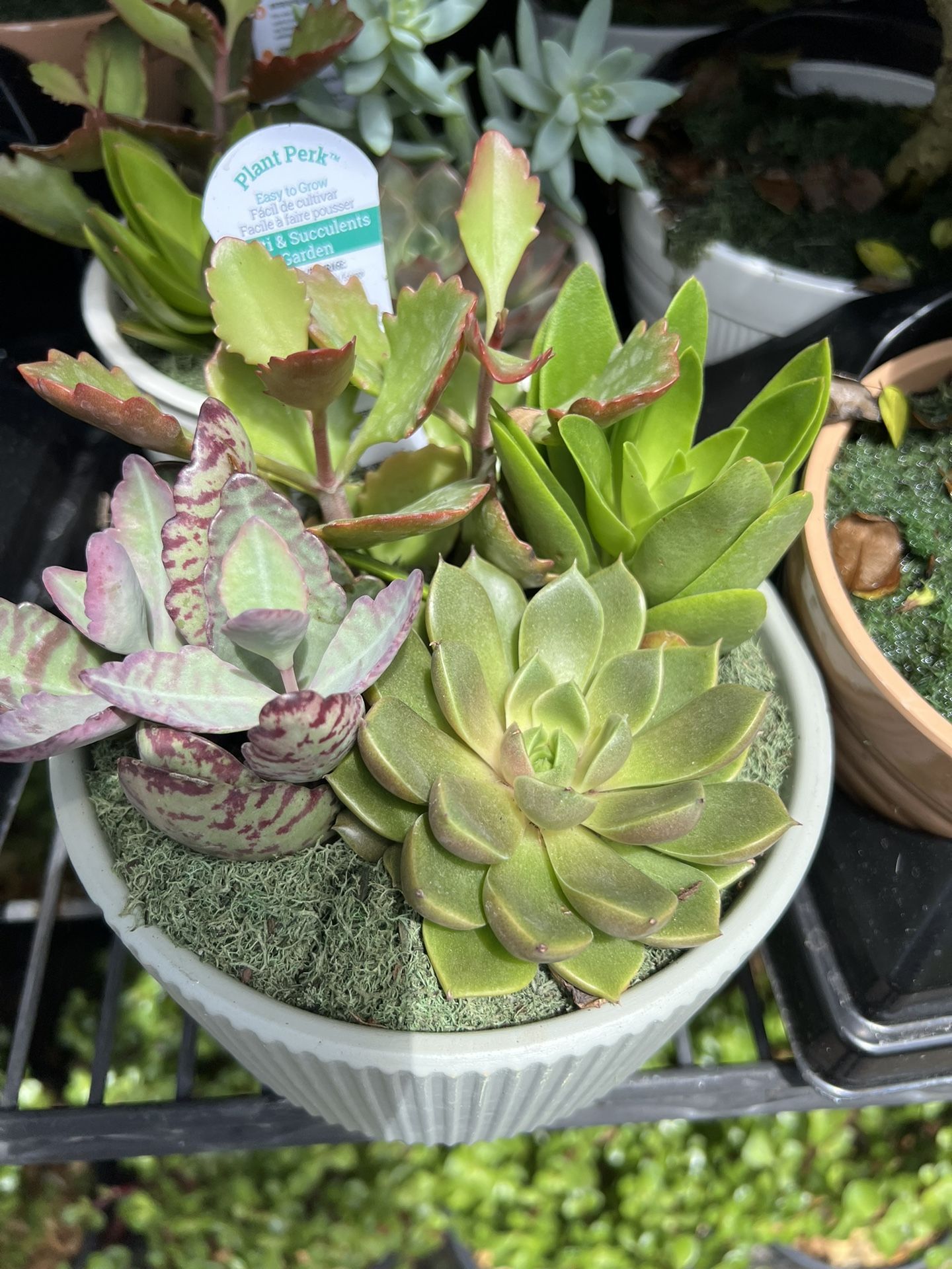 Dish garden Succulents In 6” Clay Pot. SPECIAL PRICE 🤩