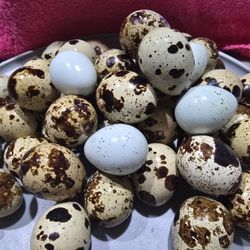 Quail Hatching Eggs And Chicks 