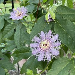 passion fruit baby plants $5 each
