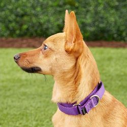 PetSafe Nylon Martingale Dog Collar

