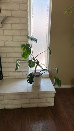 Plants