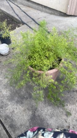 Spartacus plant