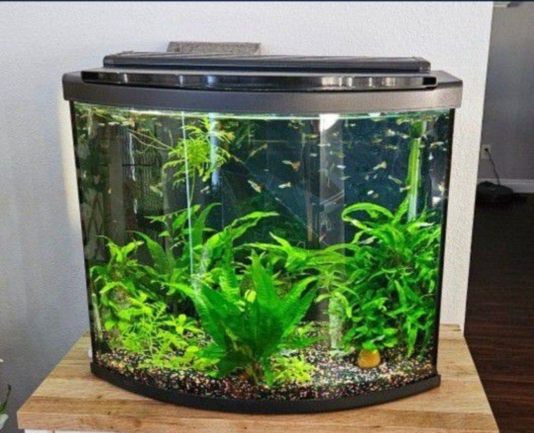 Fluval 26 Gal Bow Front Rimless Aquarium