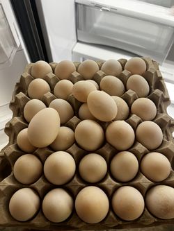 Farm Fresh Duck Eggs